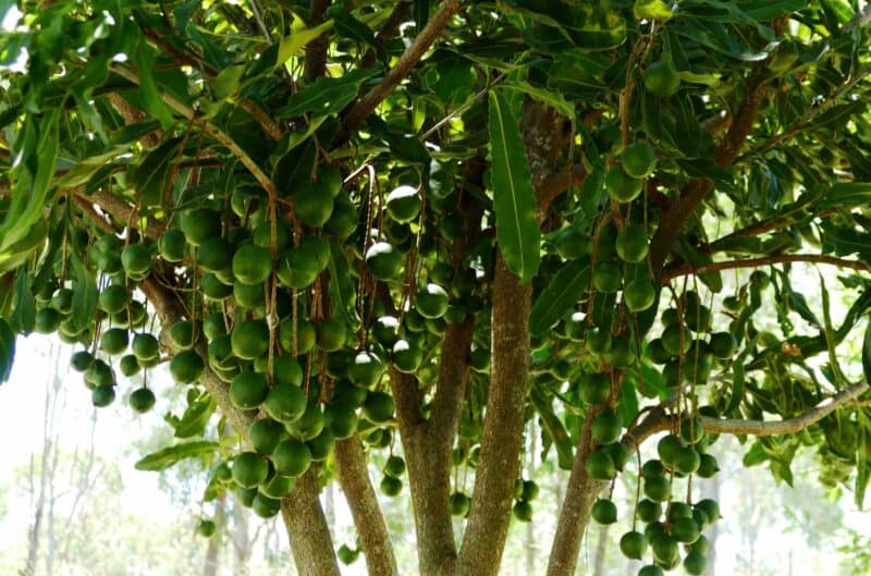 A four-year old MCT1 tree inAustralia, already delivering an impressive yield for its young age.