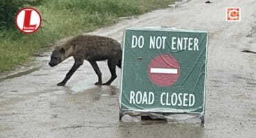 Visitors can expect heavy rainfall in the Kruger National Park. > Photo: Facebook/Latest Sightings - Kruger