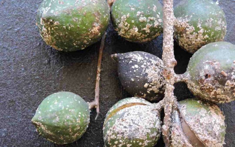 Infestation in trees can be identified by the thick crust that forms on tree branches.