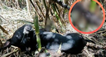 The dog that was found and rescued in the Mbombela bushes. > Photo: Supplied/ Jaco Klopper