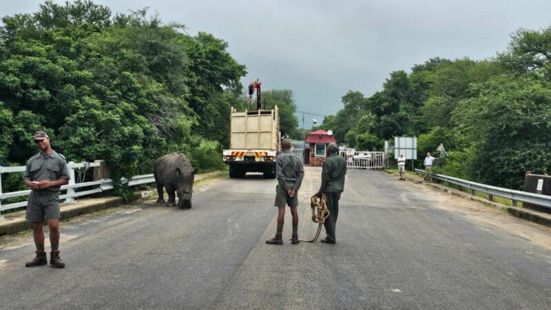 Park rangers approach the rhino carefully. 