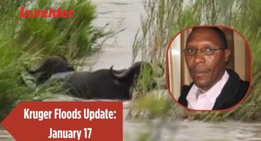 Buffloes get swept by the Sabie River. > Photo: Supplied/ Hayley Myburgh