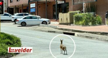 A klipspringer stands in Ferreira street. > Photo: Supplied/Heinrich Human