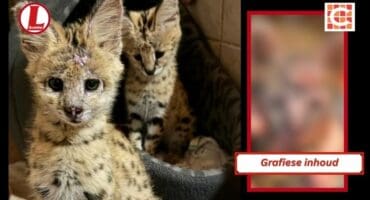 Die katjies was beide erg verbrand, maar het bo verwagting goed herstel en kan moontlik eersdaags vrygelaat word. Foto's: Verskaf