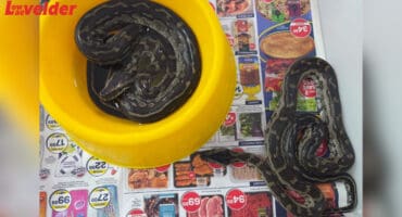 Two southern rock pythons in a cage. > Photo: Supplied/MTPA