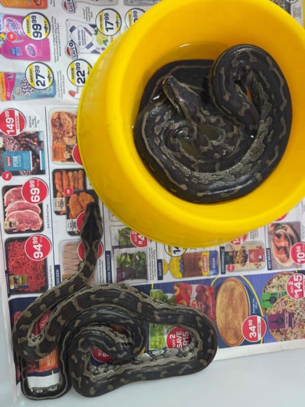 Two southern rock pythons in a cage.