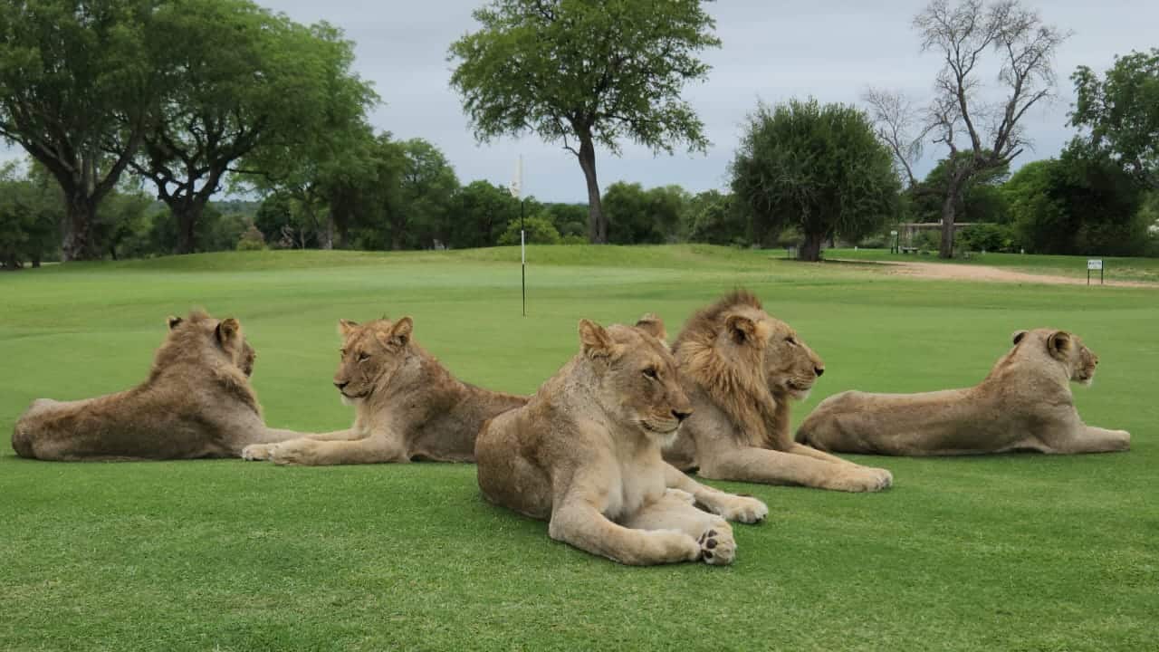 Some of the lions that Rossouw came across while working on the course. Photos: Supplied