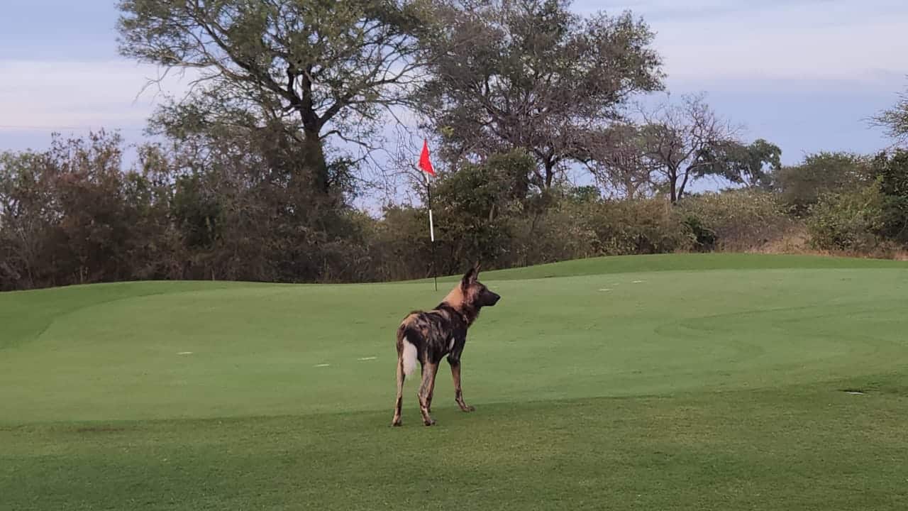 One of the wild dogs that spent a week on the course during the Covid-19 lockdown.