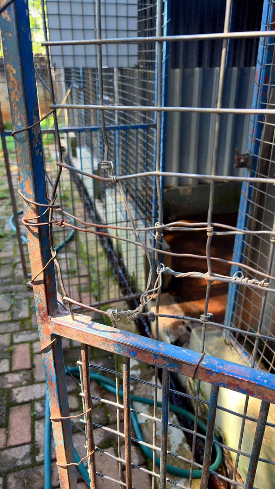 A broken kennel gate.
