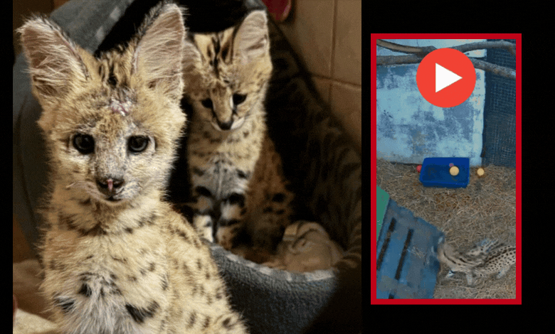 Die katjies was beide erg verbrand, maar het bo verwagting goed herstel en kan moontlik eersdaags vrygelaat word.