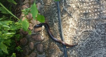 A legless skink moves between plants. > Photos: Sourced/Facebook