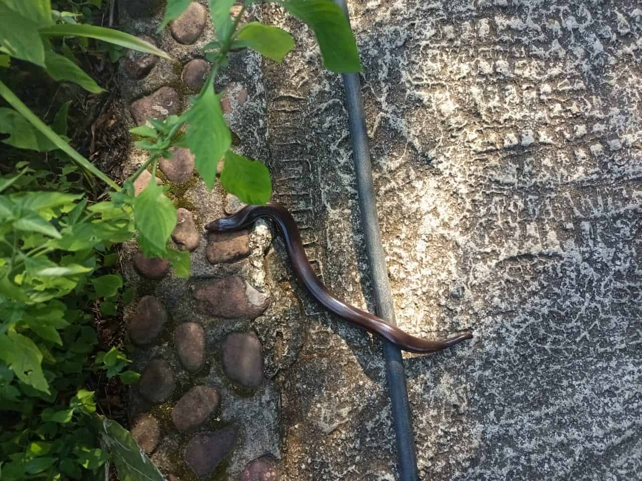 Giant skink spotted at Lowveld National Botanical Garden