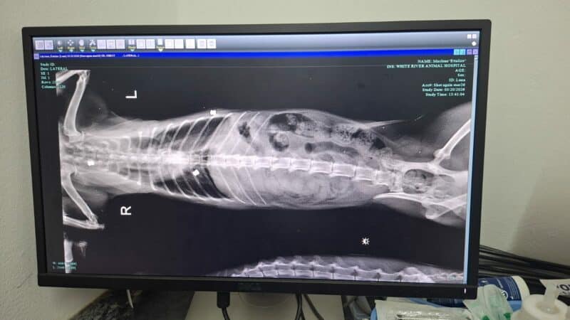 An x-ray scan of the pellets in Luna's body. > Photo: Supplied/Ettalize Maclean