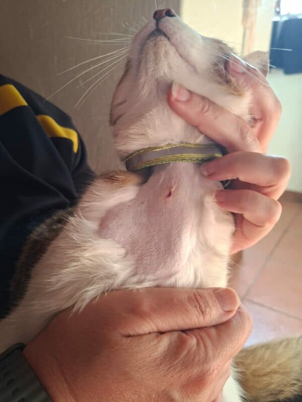 Luna's wound from the shooting in September. > Photo: Supplied/Ettalize Maclean
