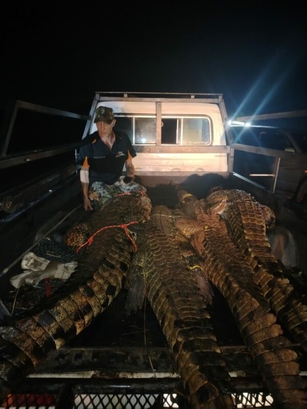 Rian Prinsloo of Hi-Tech Barberton with four of the crocodiles. > Photos: Supplied/Sakkie Dednam