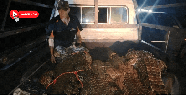 Rian Prinsloo of Hi-Tech Barberton with four of the crocodiles. > Photos: Supplied/Sakkie Dednam