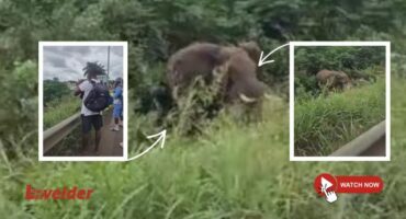 Screenshots from the video. > Video: Supplied/Solange Soares