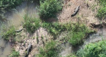 Crocodiles resting beside the Komatipoort River. > Photos: Supplied/Pottie Potgieter