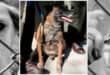 New kennels left to rot as Mpumalanga police dogs lack food and cages.