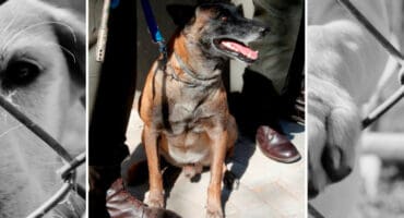 New kennels left to rot as Mpumalanga police dogs lack food and cages.