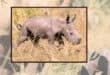 Satara’s newborn calf. Photos: Supplied/Black Bean Productions