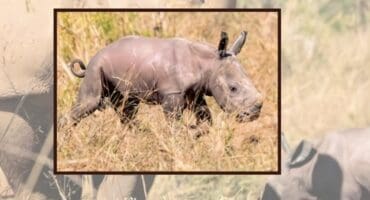 Satara’s newborn calf. Photos: Supplied/Black Bean Productions