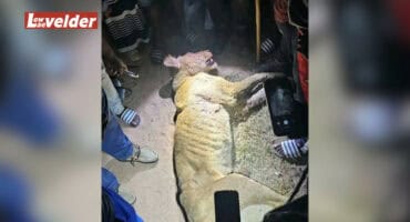 The lioness that was hunted. > Photo: Sourced/Facebook