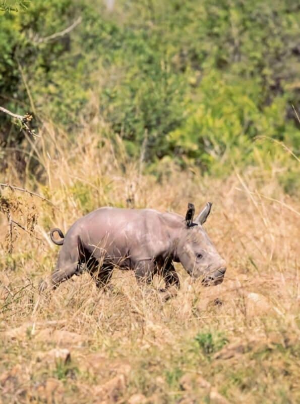 Satara’s newborn calf. Photos: Supplied/Black Bean Productions