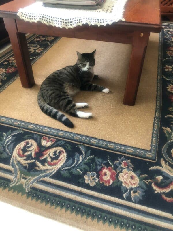 Sarie se geliefde kat, Tom-Tom.