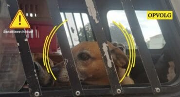 Die drie honde waarop daar beslag gelê is in Barberton. > Foto: Verskaf/Nelspruit DBV