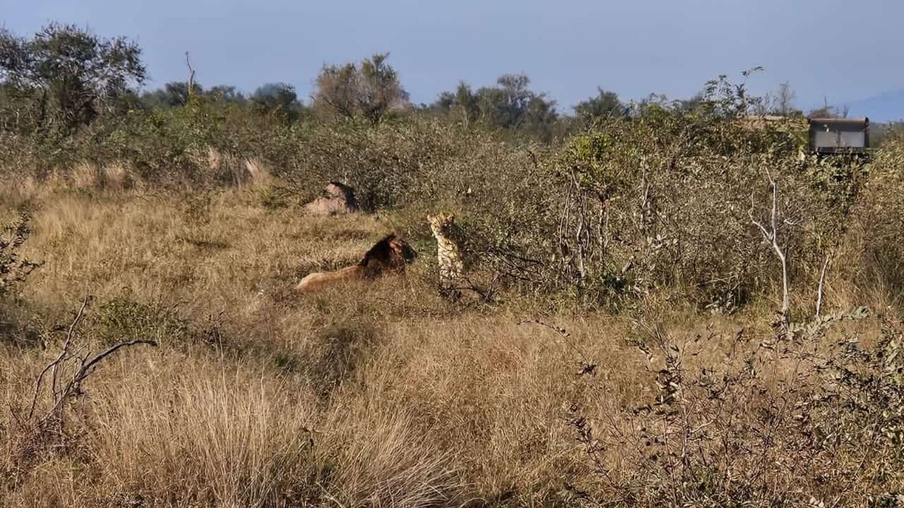 SANParks investigates complaint over alleged off-road driving at Kruger lion sighting