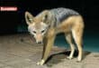 Lady, the jackal. > Photo: Sourced/Nelspruit SPCA Facebook