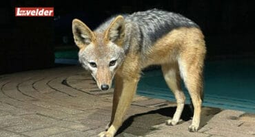 Lady, the jackal. > Photo: Sourced/Nelspruit SPCA Facebook