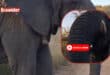 An elephant jabs a tourist. > Screenshot: Supplied/Alex Willers