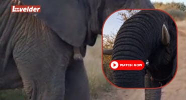 An elephant jabs a tourist. > Screenshot: Supplied/Alex Willers