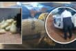 The dagga bags. The 36-year-old suspect. > Photos: Supplied/Mpumalanga SAPS