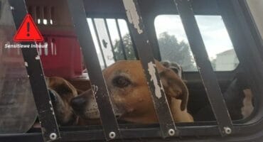 Die drie honde waarop daar beslag gelê is in Barberton. > Foto: Verskaf/Nelspruit DBV