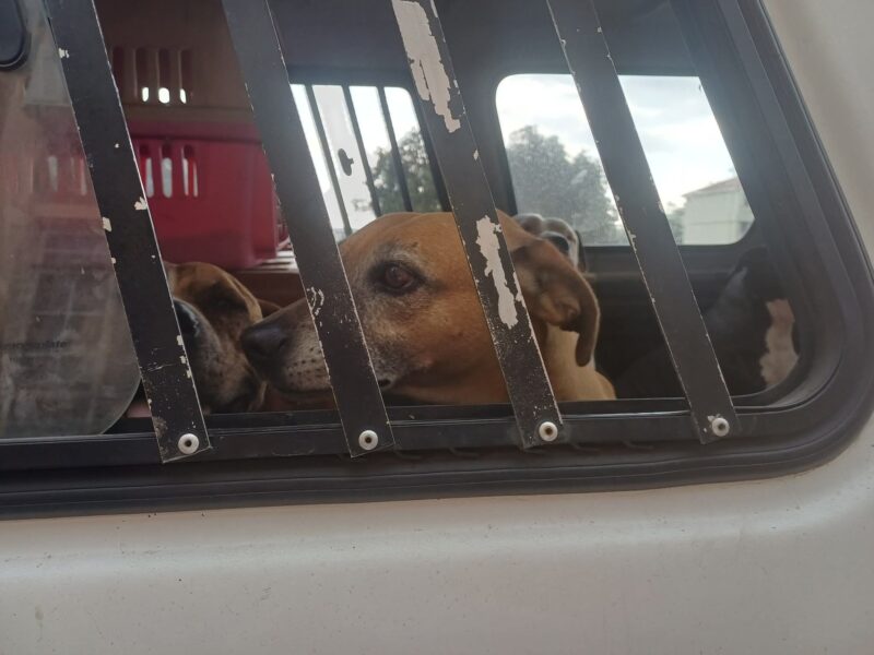 Die drie honde waarop daar beslag gelê is in Barberton. > Foto: Verskaf/Nelspruit DBV