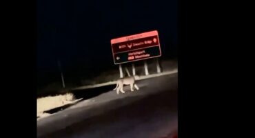 A screenshot taken from the video of the lion that was spotted in Komatipoort. > Photo: Supplied/Greg's guests