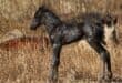 The new colt, Wald. > Photos: Sourced/Facebook
