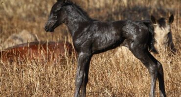 The new colt, Wald. > Photos: Sourced/Facebook