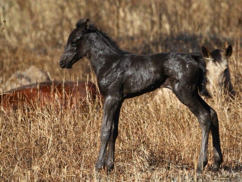The new colt, Wald. > Photos: Sourced/Facebook