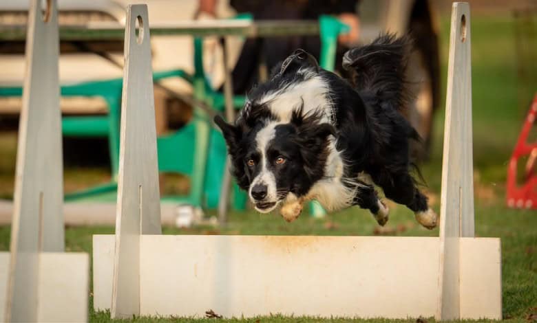 Flynn soaring over the course obstacles.