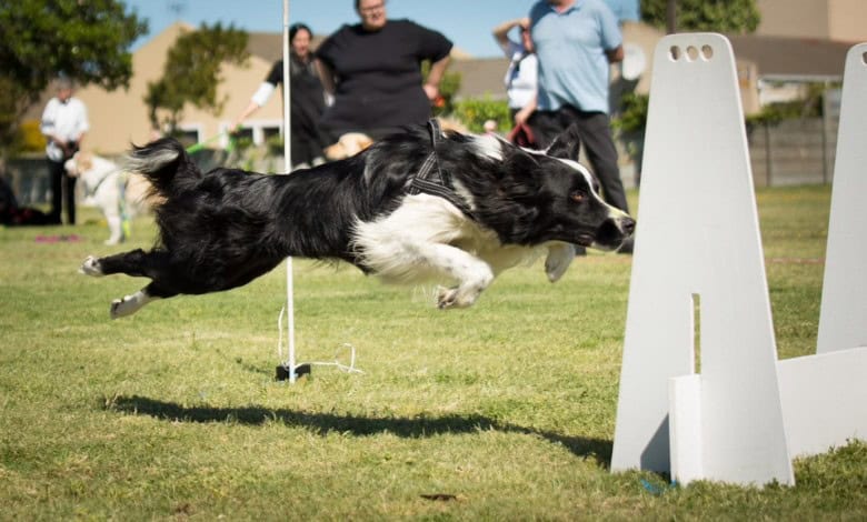 Flynn displaying his talents on the course.