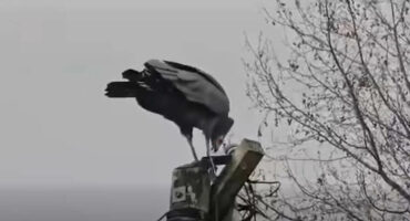 hawk praying on hadida babies