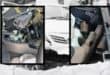 Main photo: The getaway vehicle after it crashed following a high-speed chase. Inserts: Firearms found inside the vehicle. Photos: Supplied/SAPS