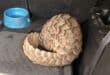 A pangolin. > Photo: Supplied/Hawks Nelspruit