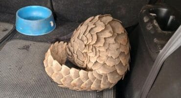 A pangolin. > Photo: Supplied/Hawks Nelspruit