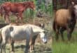 Willow (colt), a grey mare and Phoenix (colt). > Photos: Sourced/Kaapsehoop Conservancy