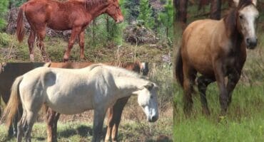 Willow (colt), a grey mare and Phoenix (colt). > Photos: Sourced/Kaapsehoop Conservancy